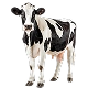 CATTLE