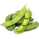 SOYBEAN