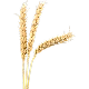 WHEAT